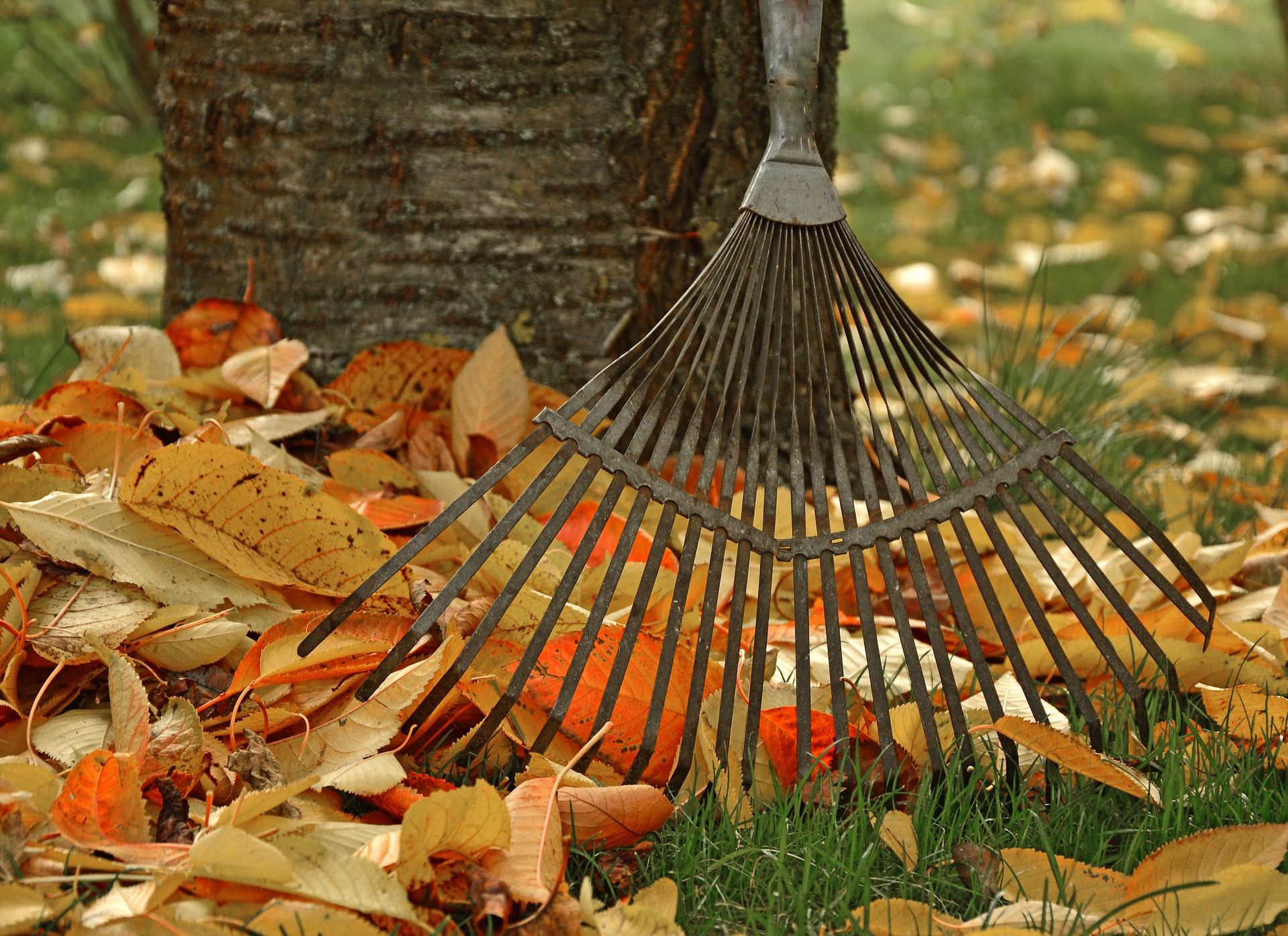Rake and Leaves